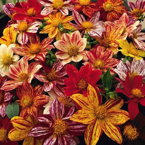 50 semillas de flores de dalia madrugadora de colores mixtos