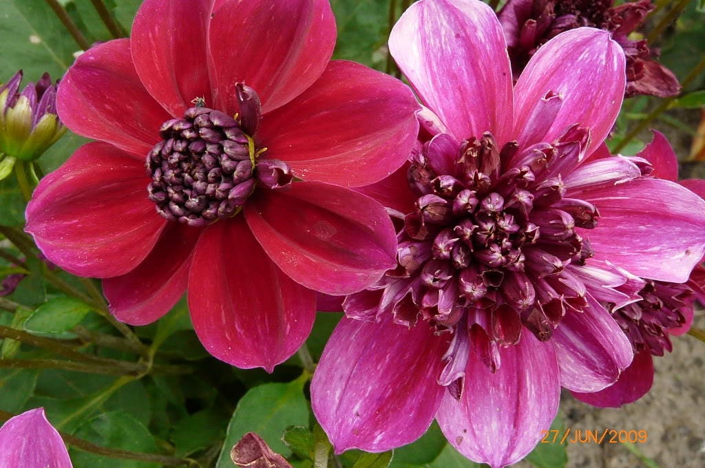 50 EARLY BIRD DAHLIA Mixed Colors Flower Seeds