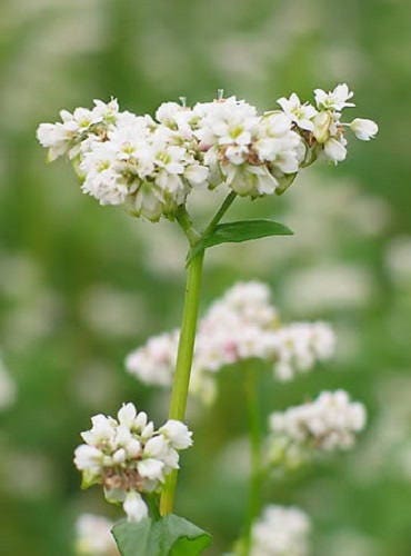 200 BUCKWHEAT Fagopyrum Esculentum Grain Cover Crop Ground Cover Flower Vegetable Seeds