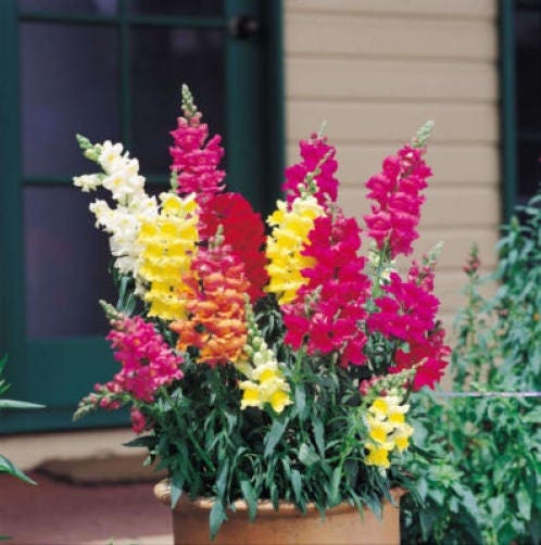 2000 semillas de flores de Linaria marroquí (Linaza de sapo)