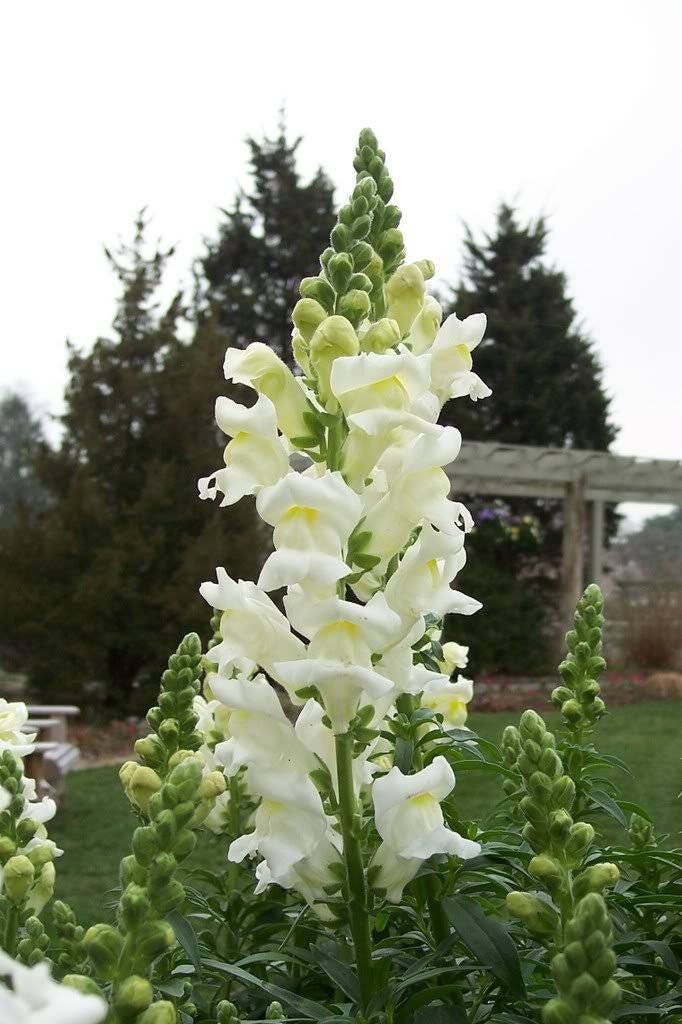 2000 semillas de flores de Linaria marroquí (Linaza de sapo)