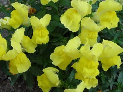 2000 semillas de flores de Linaria marroquí (Linaza de sapo)