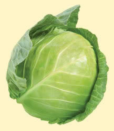 500 DANISH BALLHEAD CABBAGE Brassica Oleracea Capitata Vegetable Seeds