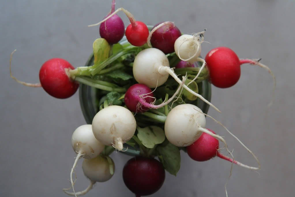 500 Mixed Colors EASTER EGG RADISH Raphanus Sativus Vegetable Seeds