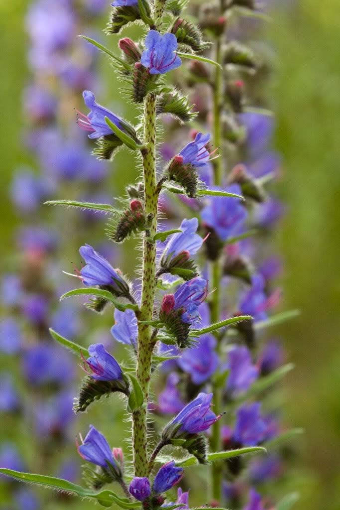 100 semillas de flores azules VIPERS BUGLOSS Echium Vulgare