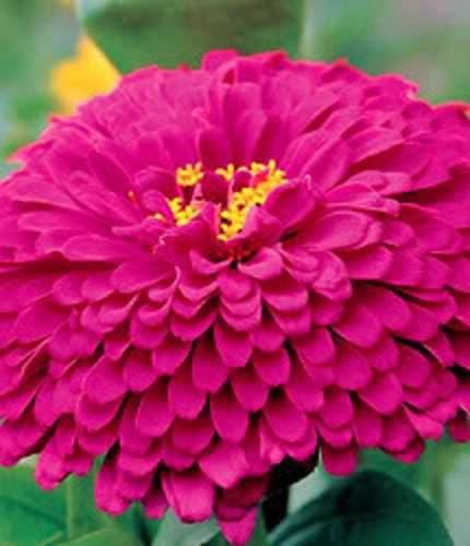 250 semillas de flores de zinnia púrpura príncipe elegans