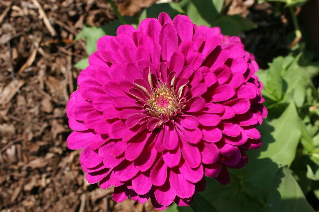 250 semillas de flores de zinnia púrpura príncipe elegans