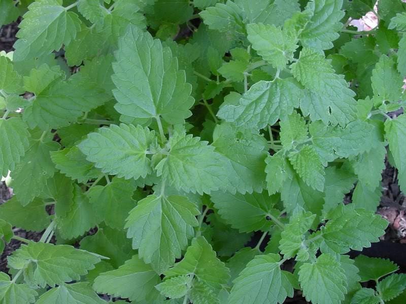 200 Lemon LEMONY CATNIP Nepeta Cataria Citrodoria Herb Flower Seeds