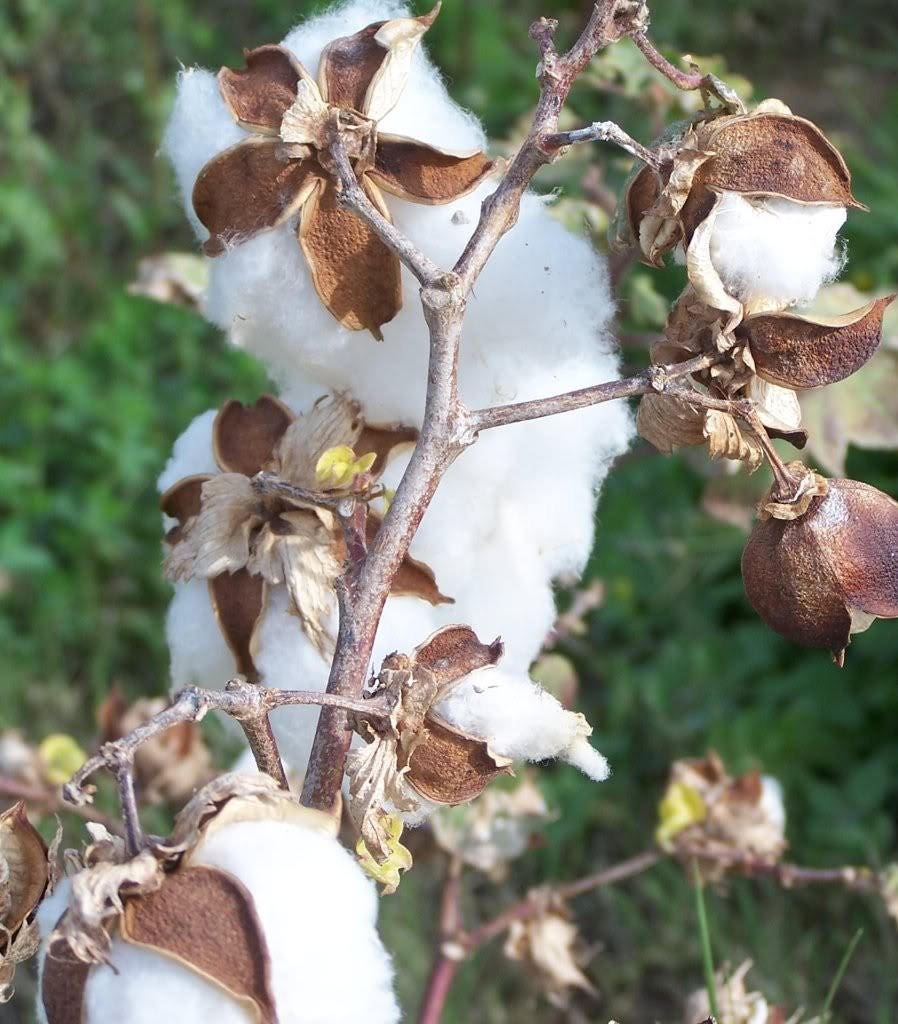 25 semillas de la planta de algodón blanco Gossypium Hirsutum