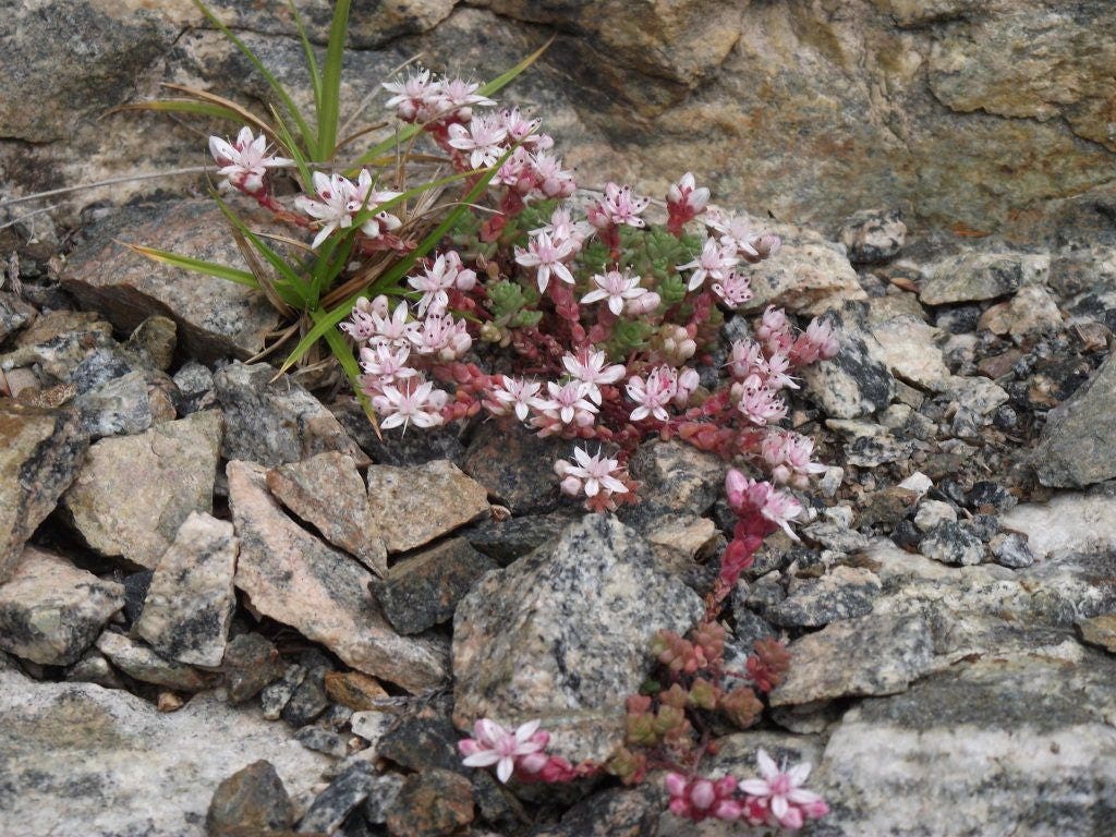 50 SEASTAR / WIDOWS Cross SEDUM Sea Star Stonecrop Sedum Pulchellum Flower Seeds