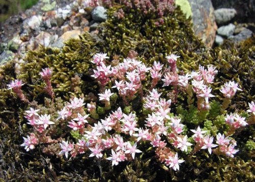 50 SEASTAR / WIDOWS Cross SEDUM Sea Star Stonecrop Sedum Pulchellum Flower Seeds