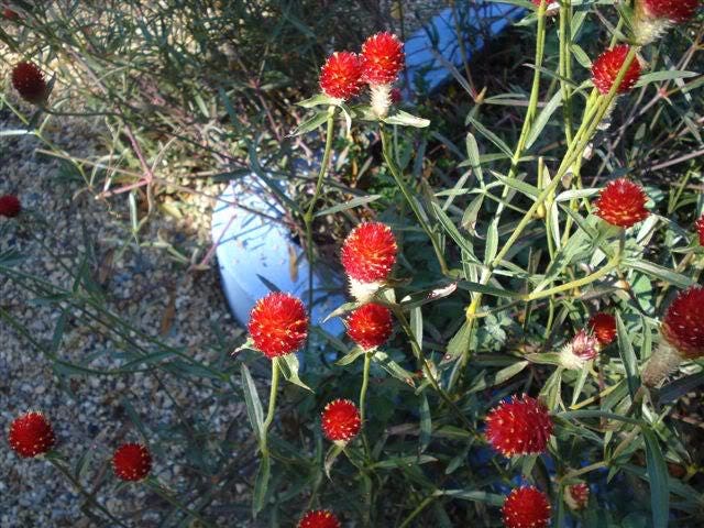50 GLOBE AMARANTH MIX Gomphrena Globosa Semillas de flores de amaranto de colores mixtos