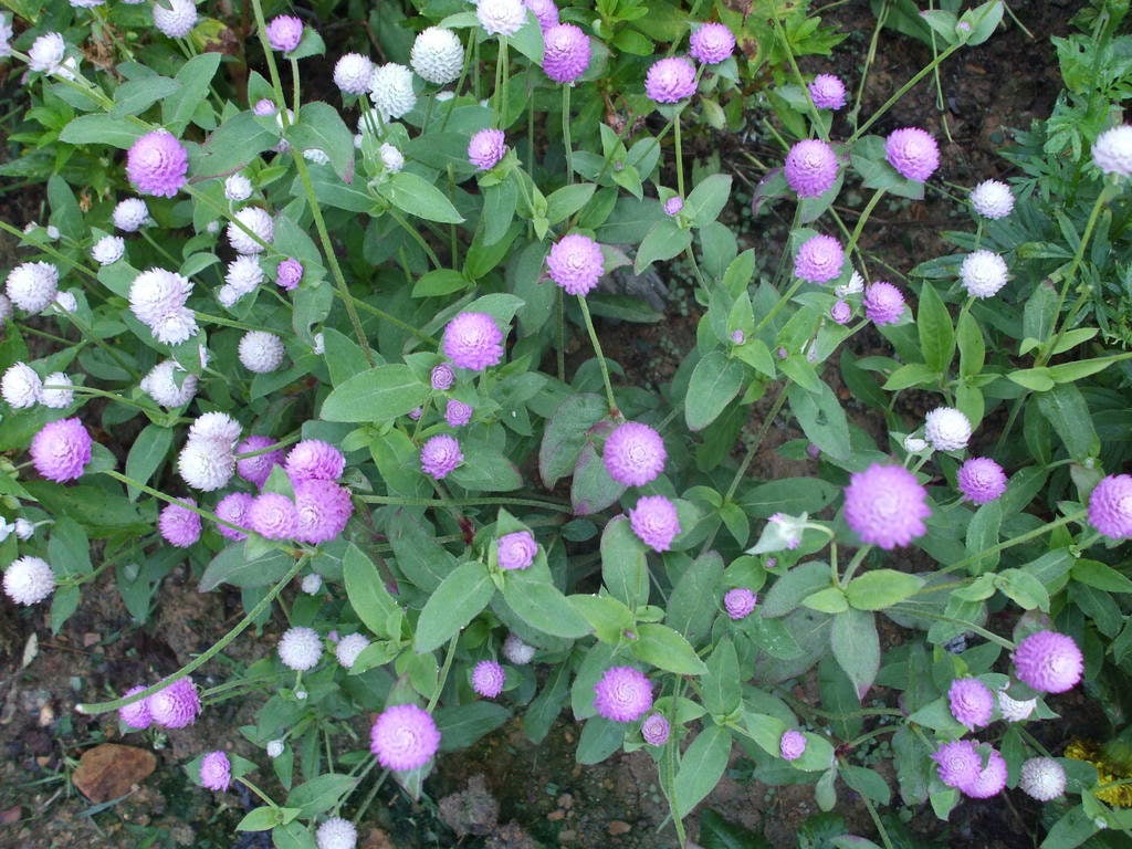 50 GLOBE AMARANTH MIX Gomphrena Globosa Semillas de flores de amaranto de colores mixtos
