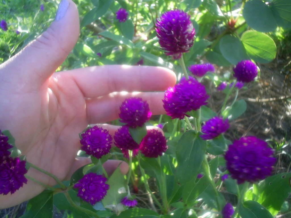 50 GLOBE AMARANTH MIX Gomphrena Globosa Semillas de flores de amaranto de colores mixtos