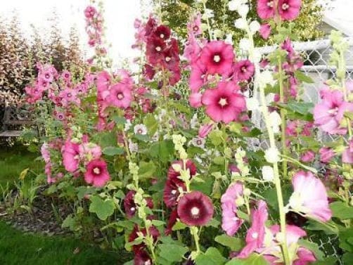 50 colores mezclados Malvarrosa Rey Enrique VIII Mezcla Alcea Rosea Semillas de flores