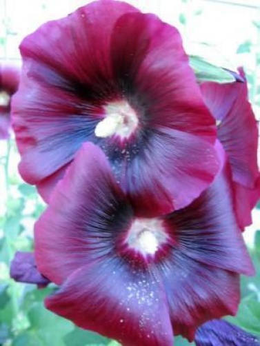 50 colores mezclados Malvarrosa Rey Enrique VIII Mezcla Alcea Rosea Semillas de flores