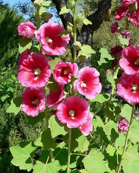 50 colores mezclados Malvarrosa Rey Enrique VIII Mezcla Alcea Rosea Semillas de flores