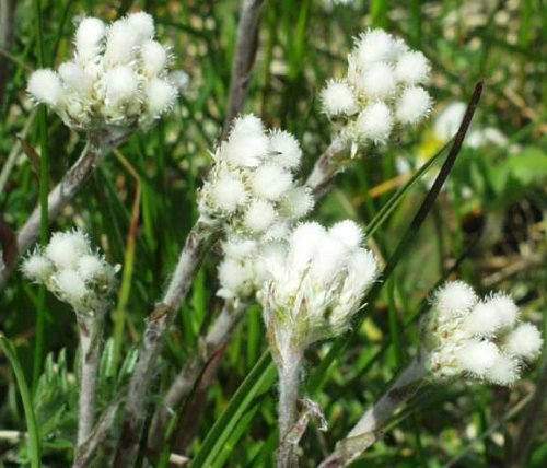 150 White PUSSYTOES Cats Paws Antennaria Flower Seeds