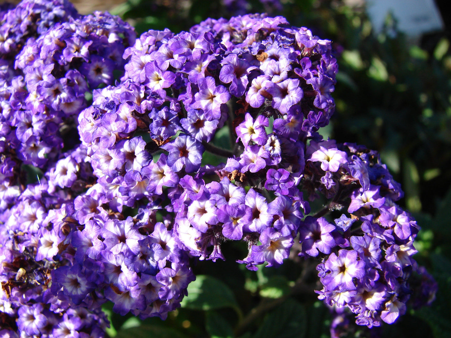 50 semillas de flores de Heliotropo marino azul Heliotropium Arborescens