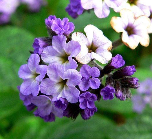 50 semillas de flores de Heliotropo marino azul Heliotropium Arborescens