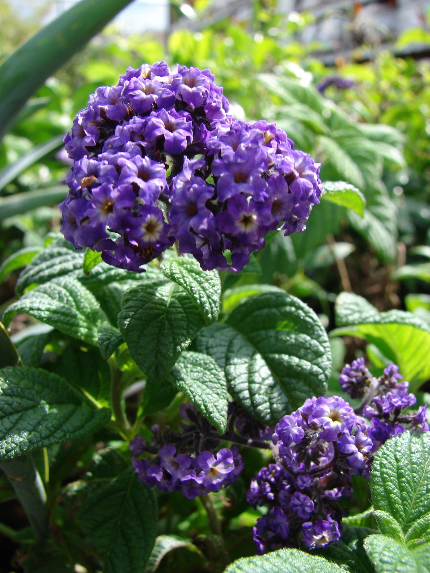 50 semillas de flores de Heliotropo marino azul Heliotropium Arborescens