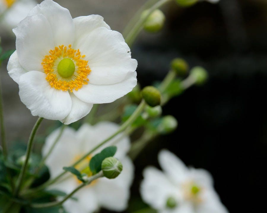 250 semillas de flores de amapola blanca persa (Papaver somniferum)