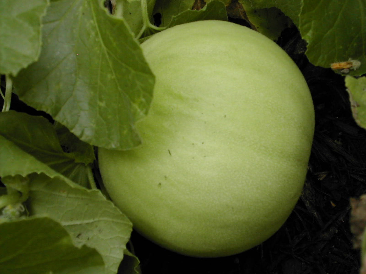 150 Semillas de melón de pulpa verde Cucumis Melo Inodorus