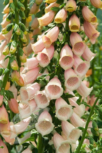 250 semillas de flores de dedal de albaricoque (Digiitalis purpurea)