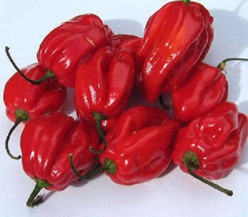 50 semillas de chile habanero rojo picante Capsicum Chinense