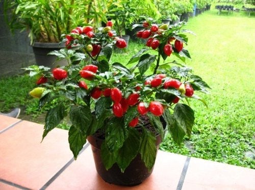 50 semillas de chile habanero rojo picante Capsicum Chinense