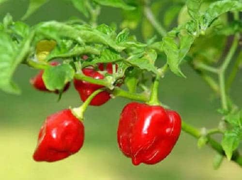 50 semillas de chile habanero rojo picante Capsicum Chinense