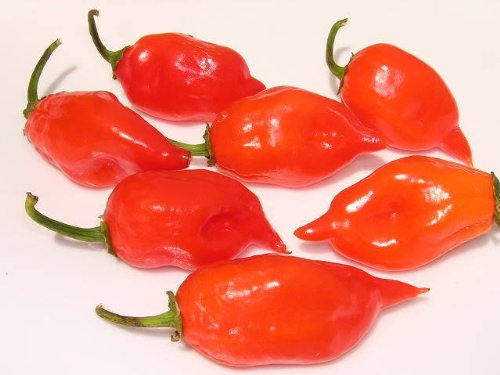 50 semillas de chile habanero rojo picante Capsicum Chinense