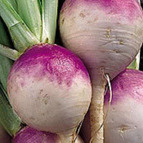 3000 semillas de nabo globo blanco de color morado superior de Brassica Rapa