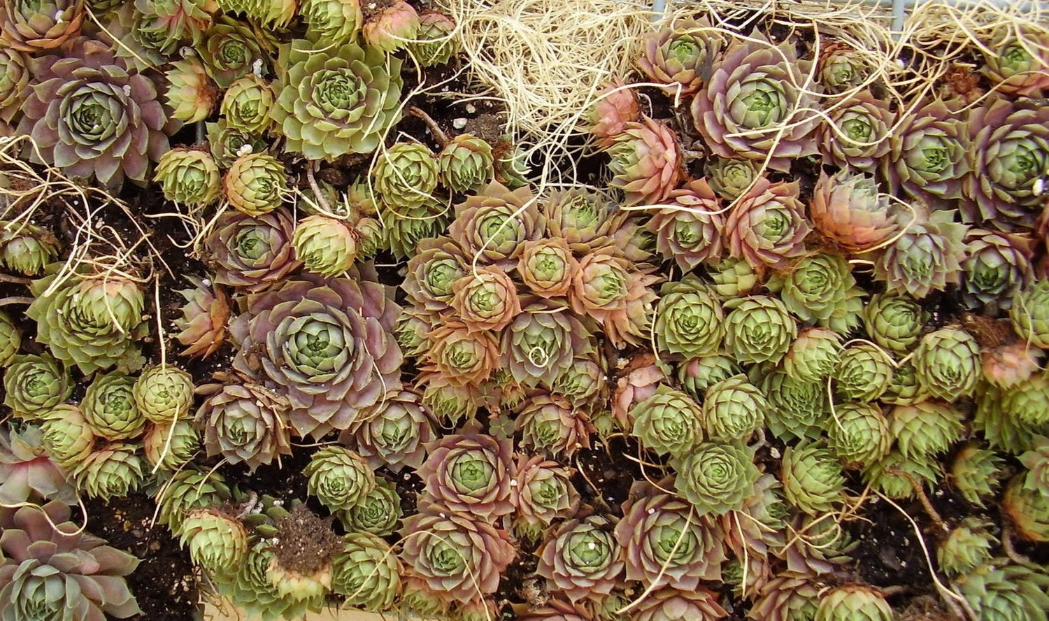 25 GALLINAS Y POLLITOS MIXTOS Pollos Suculentas (Viven para siempre) Semillas de flores Sempervivum