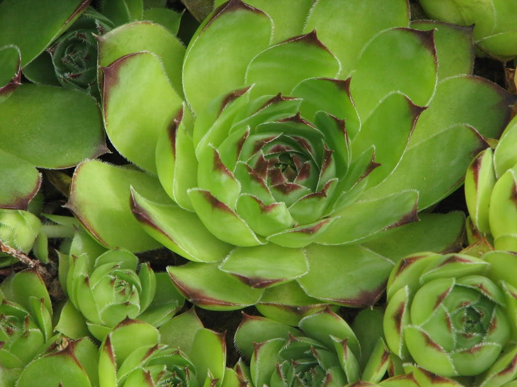 25 GALLINAS Y POLLITOS MIXTOS Pollos Suculentas (Viven para siempre) Semillas de flores Sempervivum