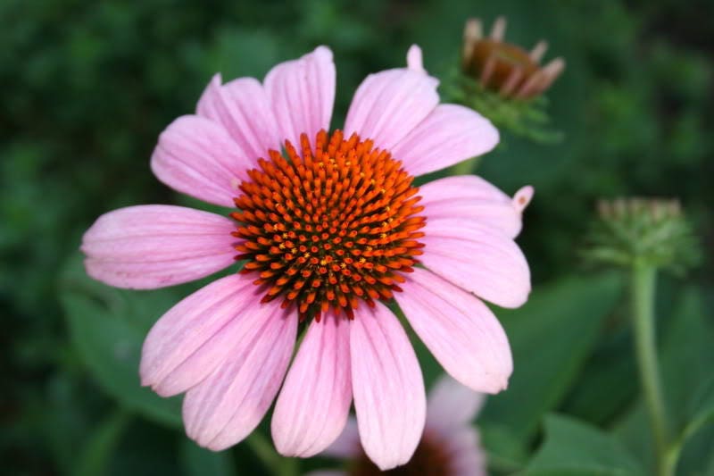 50 PINK BABY CONEFLOWER Echinacea Pallida Flower Seeds