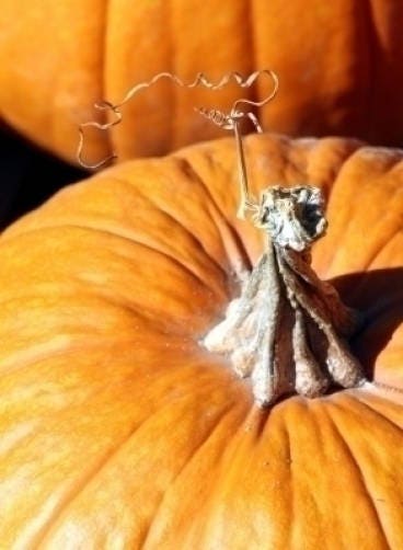 50 semillas de calabaza Jack O Lantern Cucurbita Maxima