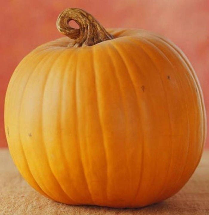 50 semillas de calabaza Jack O Lantern Cucurbita Maxima