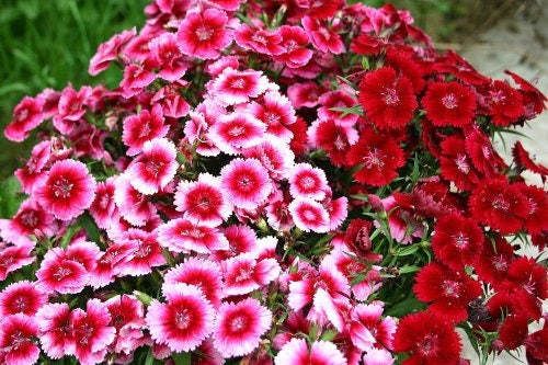 500 colores mixtos SWEET WILLIAM Dianthus Barbatus mezcla de colores rojo blanco rosa semillas de flores bicolores