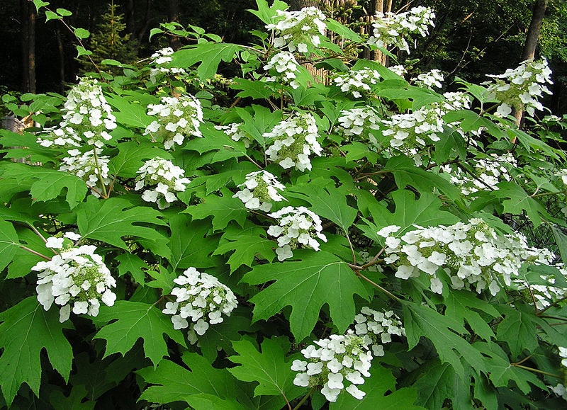 40 semillas de flores de arbusto de hortensia de hoja de roble blanco Quercifolia