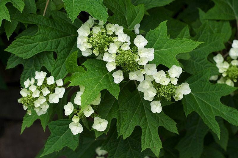 40 semillas de flores de arbusto de hortensia de hoja de roble blanco Quercifolia