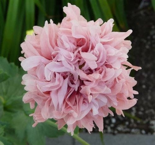 100 semillas de flores de amapola peonía flamenca antigua de colores mixtos (Papaver peoniflorum)