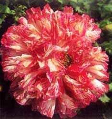 100 semillas de flores de amapola peonía flamenca antigua de colores mixtos (Papaver peoniflorum)