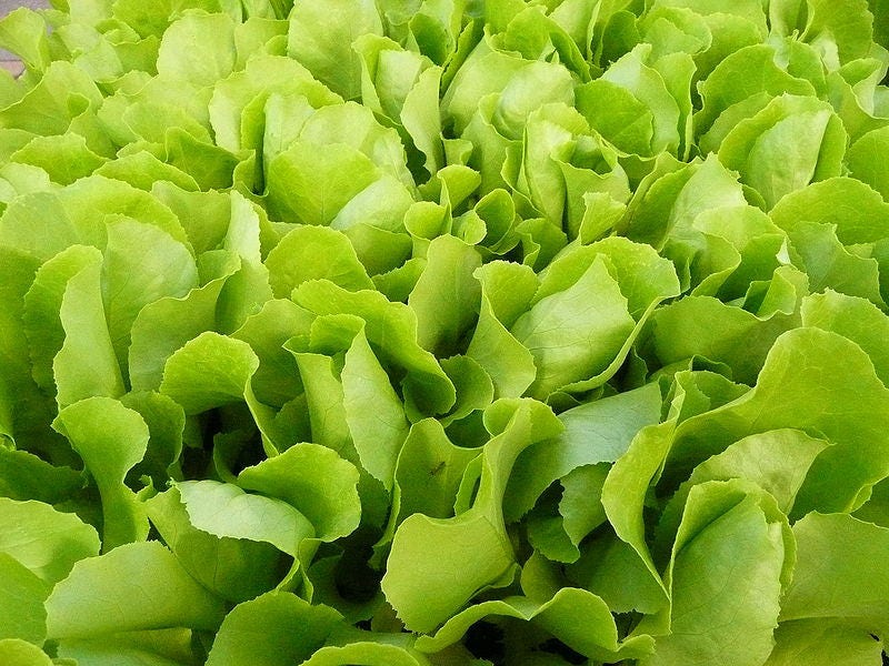 3000 semillas de lechuga Lactuca sativa de hojas verdes sueltas GRAND RAPIDS