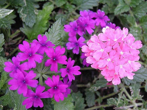 200 semillas de flores de colibrí fragantes de color rosa y morado MOSS VERBENA Verbena Tenuisecta