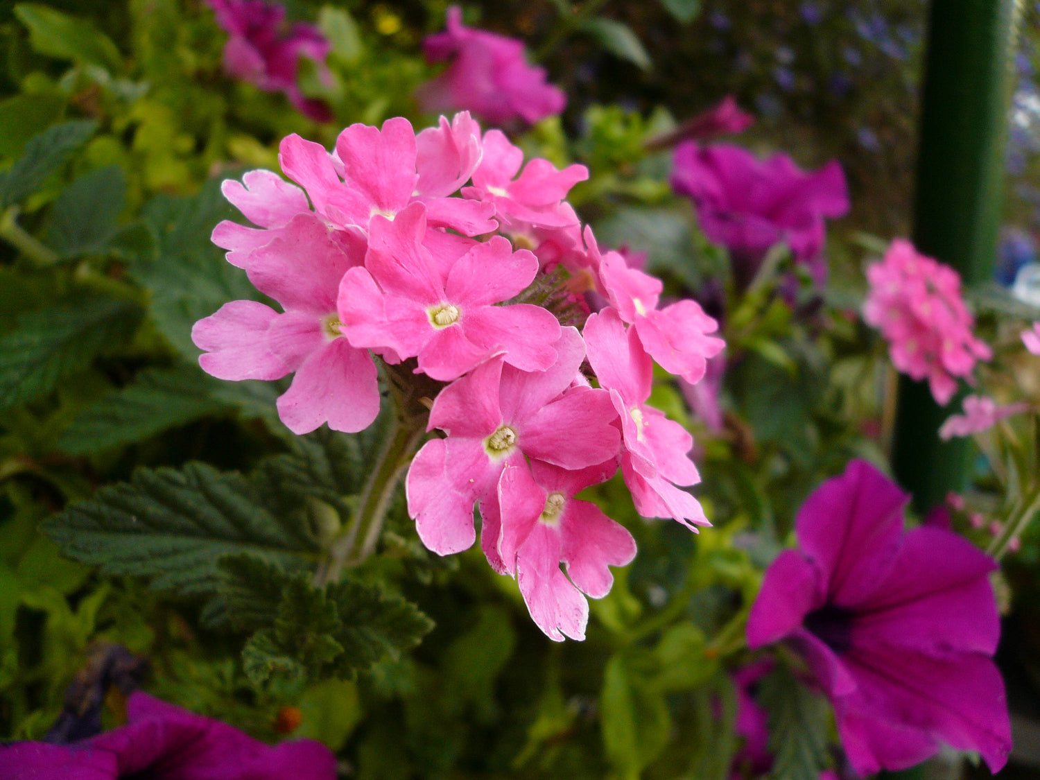 200 semillas de flores de colibrí fragantes de color rosa y morado MOSS VERBENA Verbena Tenuisecta