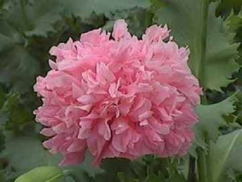 250 semillas de flores de Papaver peoniflorum, peonía rosa y amapola