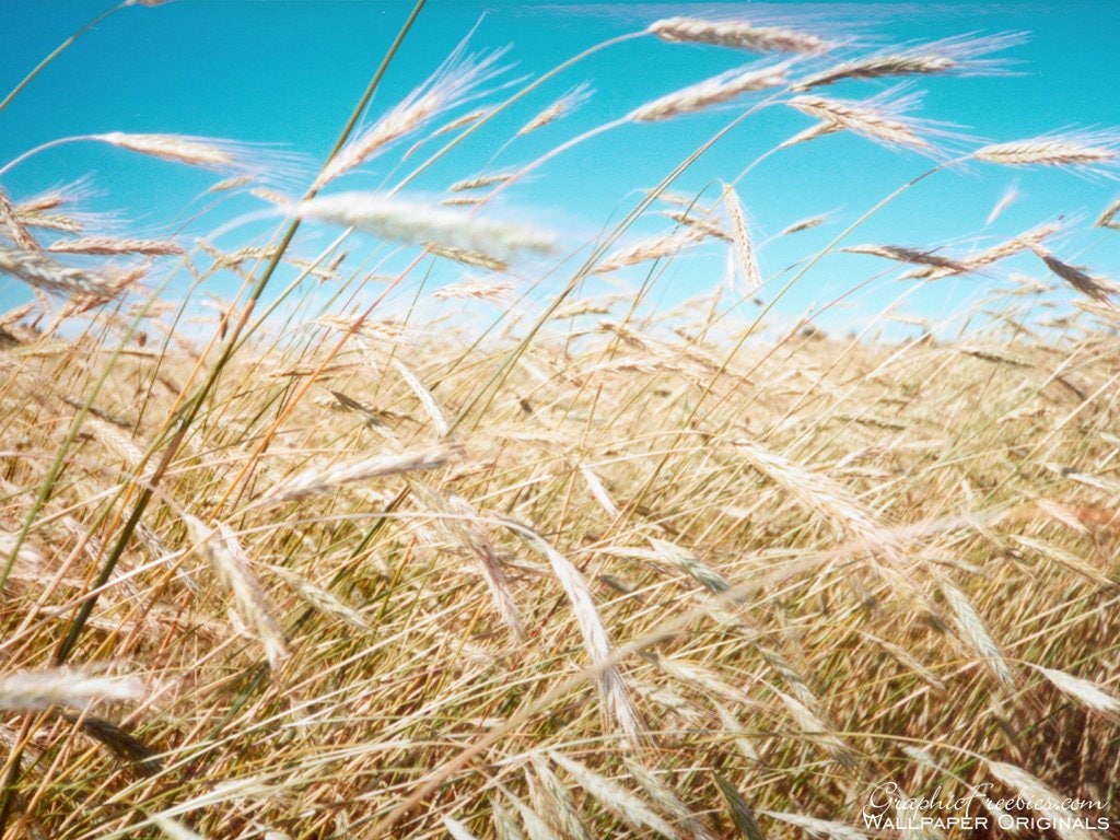 100 semillas de cebada común (Hordeum vulgare), cultivo de cobertura herbáceo, para cerveza