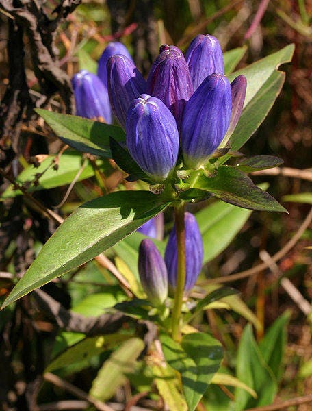 200 BOTELLAS DE GENCIANA (Genciana cerrada o ciega / Corazón enclaustrado) Semillas de flores de Gentiana Andrewsii