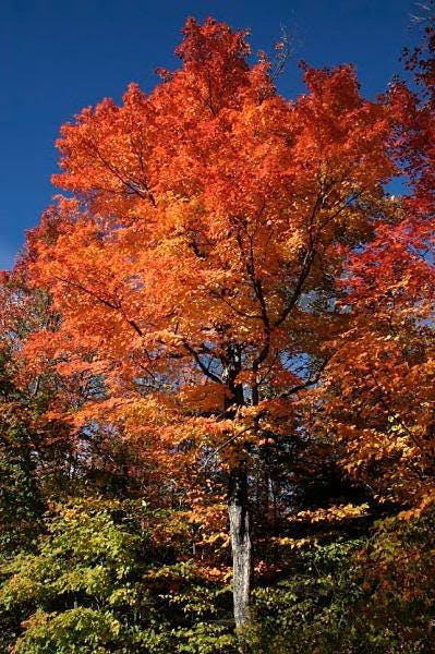 20 semillas de arce flamboyán (Acer tartaricum rojo)